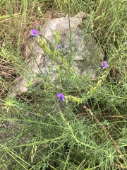 Polygala producta