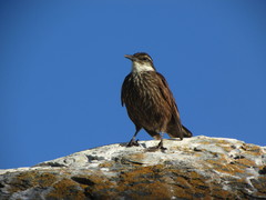 Cinclodes nigrofumosus