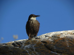 Cinclodes nigrofumosus