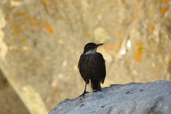 Cinclodes nigrofumosus