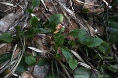 Adenocaulon chilense