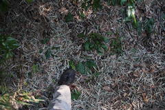 Adenocaulon chilense