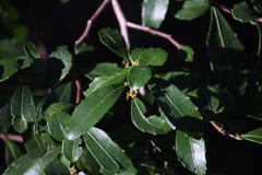 Azara lanceolata