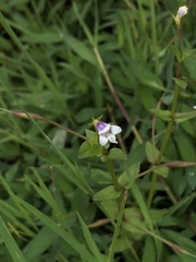 Torenia anagallis