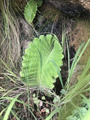 Streptocarpus dunnii