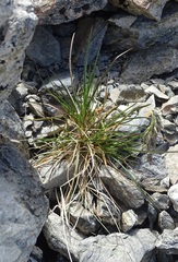 Poa novae-zelandiae