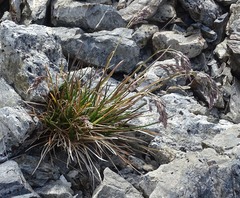 Poa novae-zelandiae