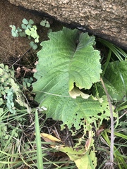 Streptocarpus dunnii