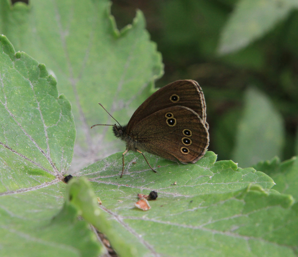 Ringlet