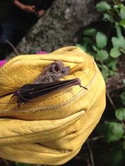 Balantiopteryx plicata