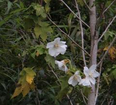 Corynabutilon vitifolium