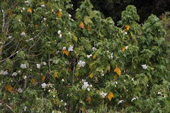Corynabutilon vitifolium