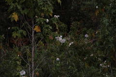 Corynabutilon vitifolium