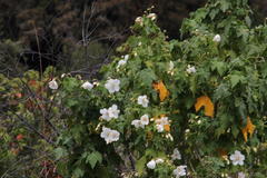 Corynabutilon vitifolium