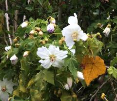Corynabutilon vitifolium