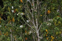 Corynabutilon vitifolium