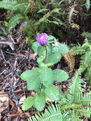 Centratherum punctatum