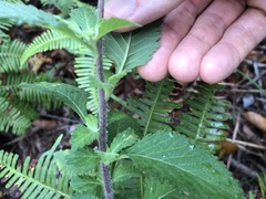 Centratherum punctatum