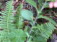 Centratherum punctatum