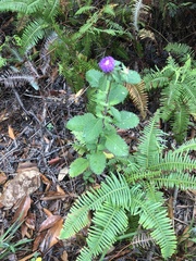 Centratherum punctatum