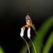 Masdevallia hortensis - Photo (c) Brett Francis,  זכויות יוצרים חלקיות (CC BY-SA)