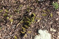 Blechnum microphyllum