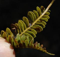 Blechnum microphyllum