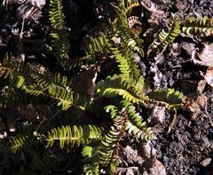 Blechnum microphyllum