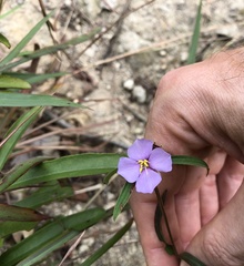 Osbeckia chinensis