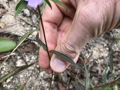 Osbeckia chinensis