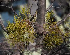 Misodendrum punctulatum