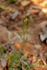 Cardamine parviflora