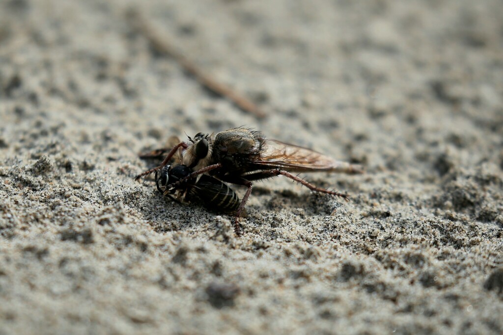 Proctacanthus milbertii from Merivale Gardens Grenfell Glen Pineglen Country Place, Ottawa