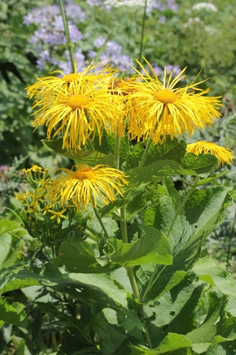 Inula magnifica (Inula magnifica)