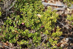 Gaultheria poeppigii