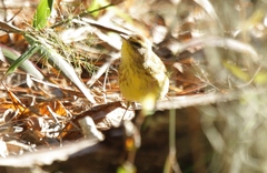 Setophaga palmarum hypochrysea