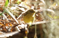 Setophaga palmarum hypochrysea
