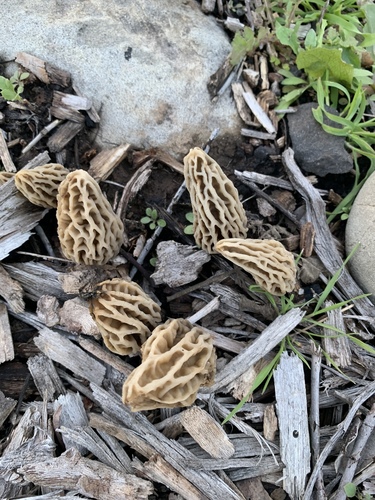 Woodchip Morel