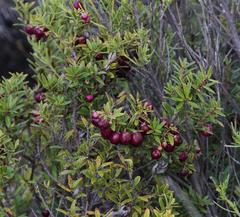 Gaultheria poeppigii