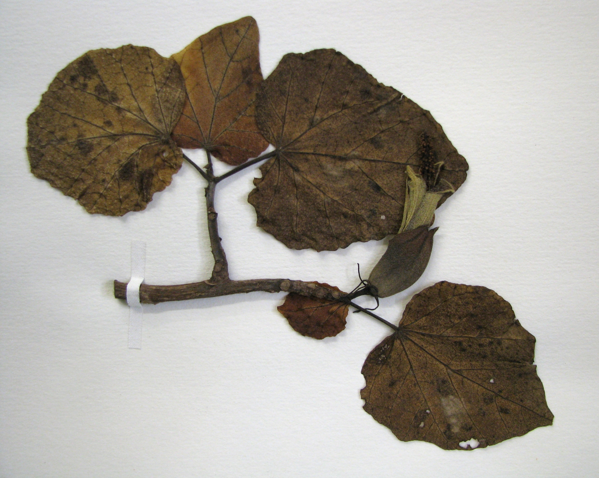 Hibiscadelphus crucibracteatus