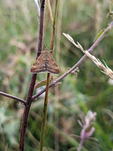 Pyrausta despicata