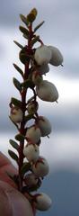 Gaultheria poeppigii