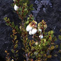 Gaultheria poeppigii