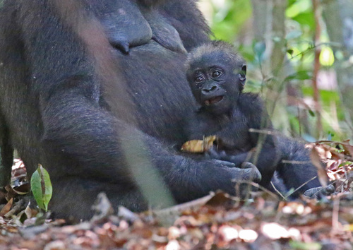 Western Gorilla, photo 8 of 9