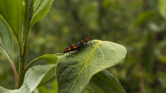 Oncopeltus orourkeae