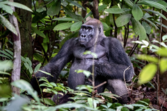 Western Gorilla photo 1