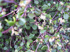 Peristoreus fulvus