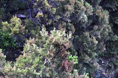 Austrocedrus chilensis