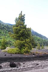 Austrocedrus chilensis