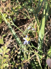 Dianella ensifolia